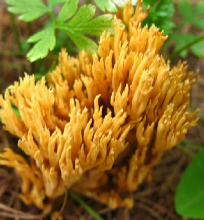 Beautiful Coral Fungus