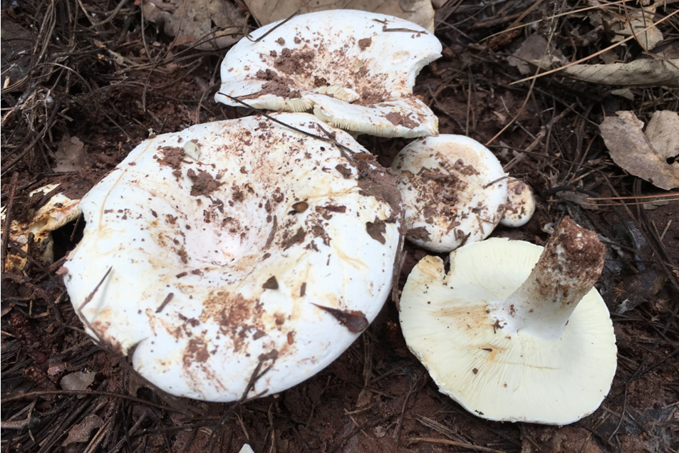 Peppery Milkcap