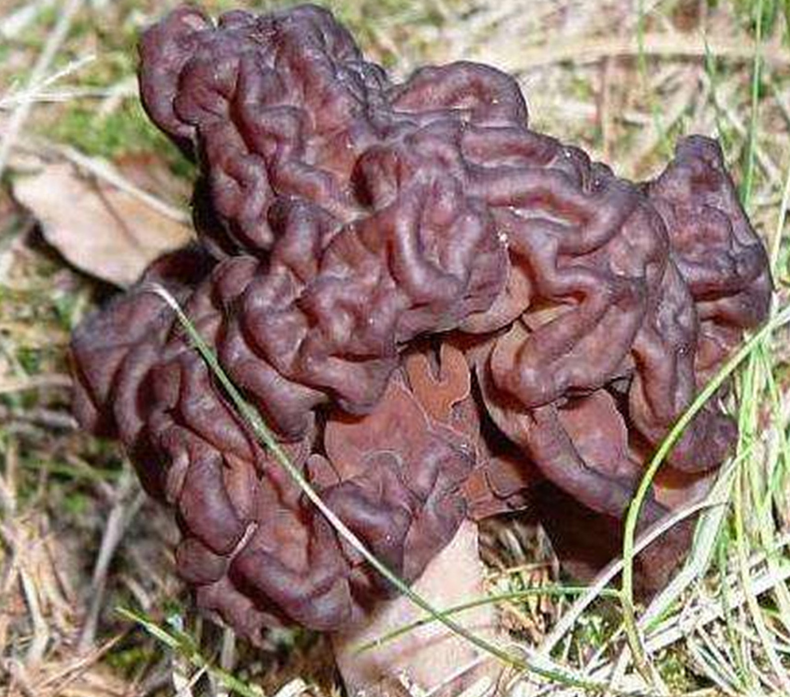 False Morel