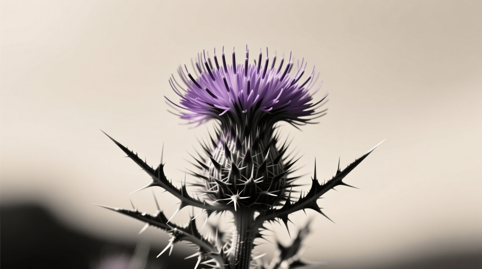 thistle gifts when scottish symbolism works and fails