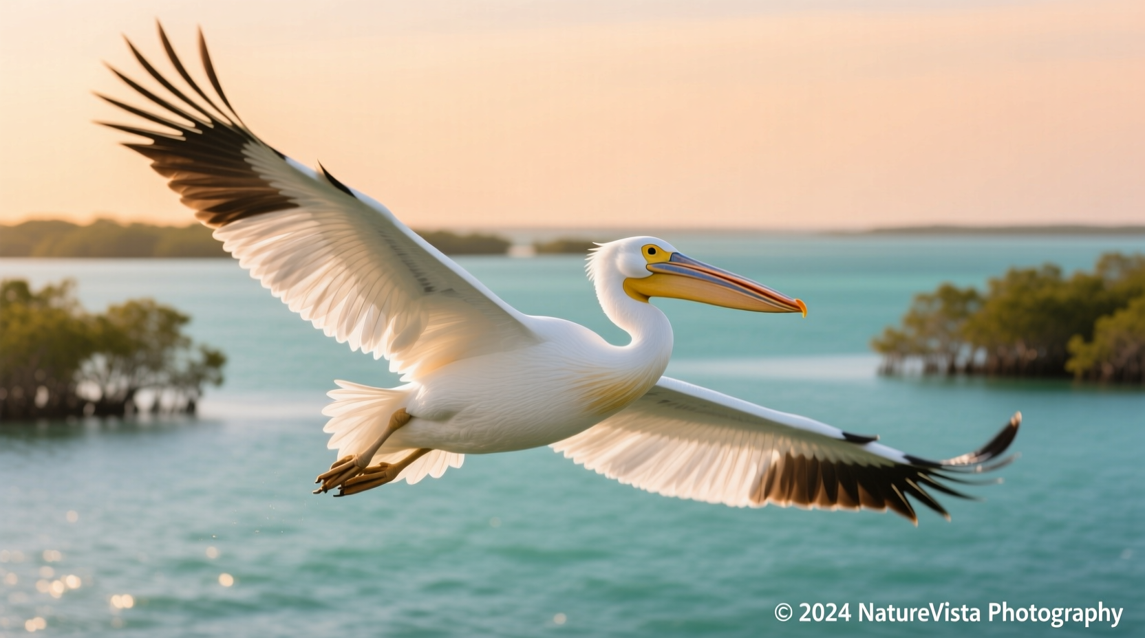 Great White Pelican: Majestic Wingspan (2026)