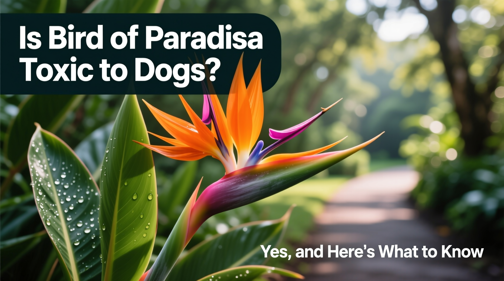is bird of paradise toxic to dogs
