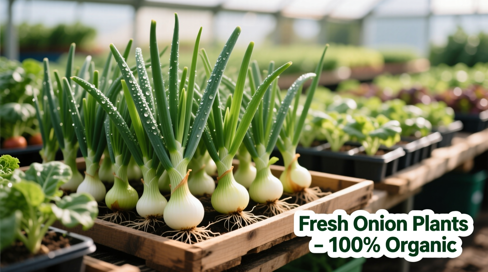 Onion Plants for Sale: What Gardeners Need to Know