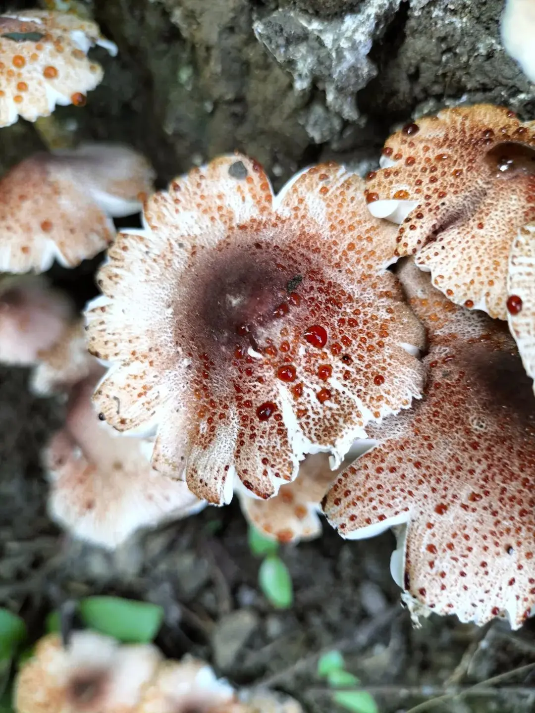 Purple-brown Dapperling