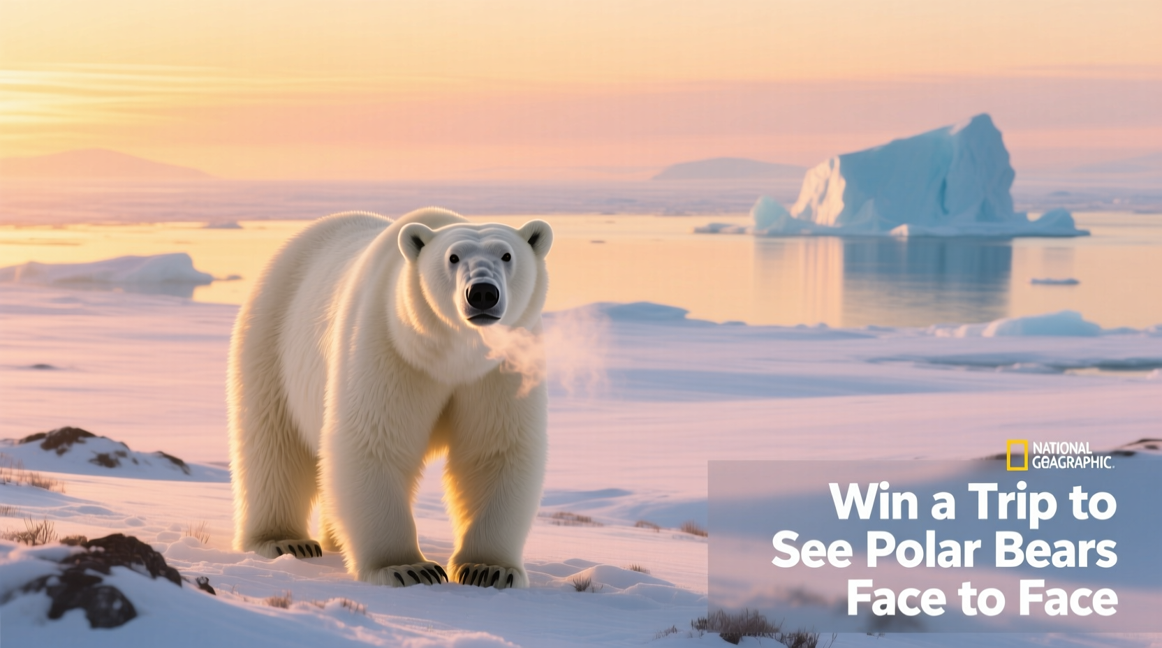 How to Win a Trip to See Wild Polar Bears Face-to-Face: Budget Travel Guide