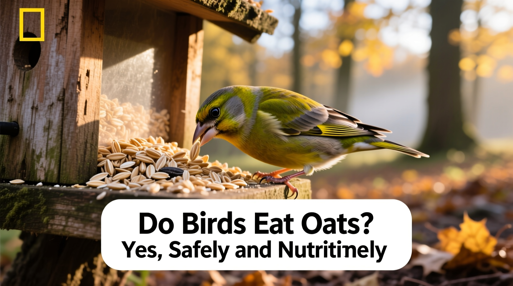 do birds eat oats