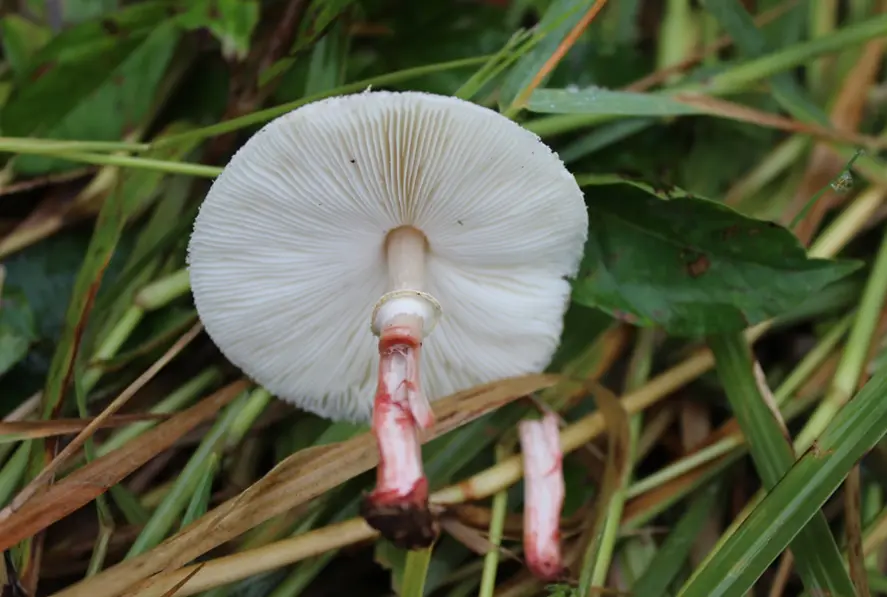 Shaggy Parasol