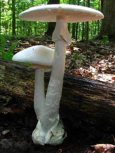 Destroying Angel