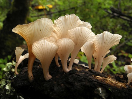 Little White Mushroom