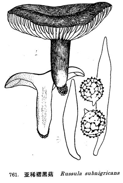 Blackening Russula