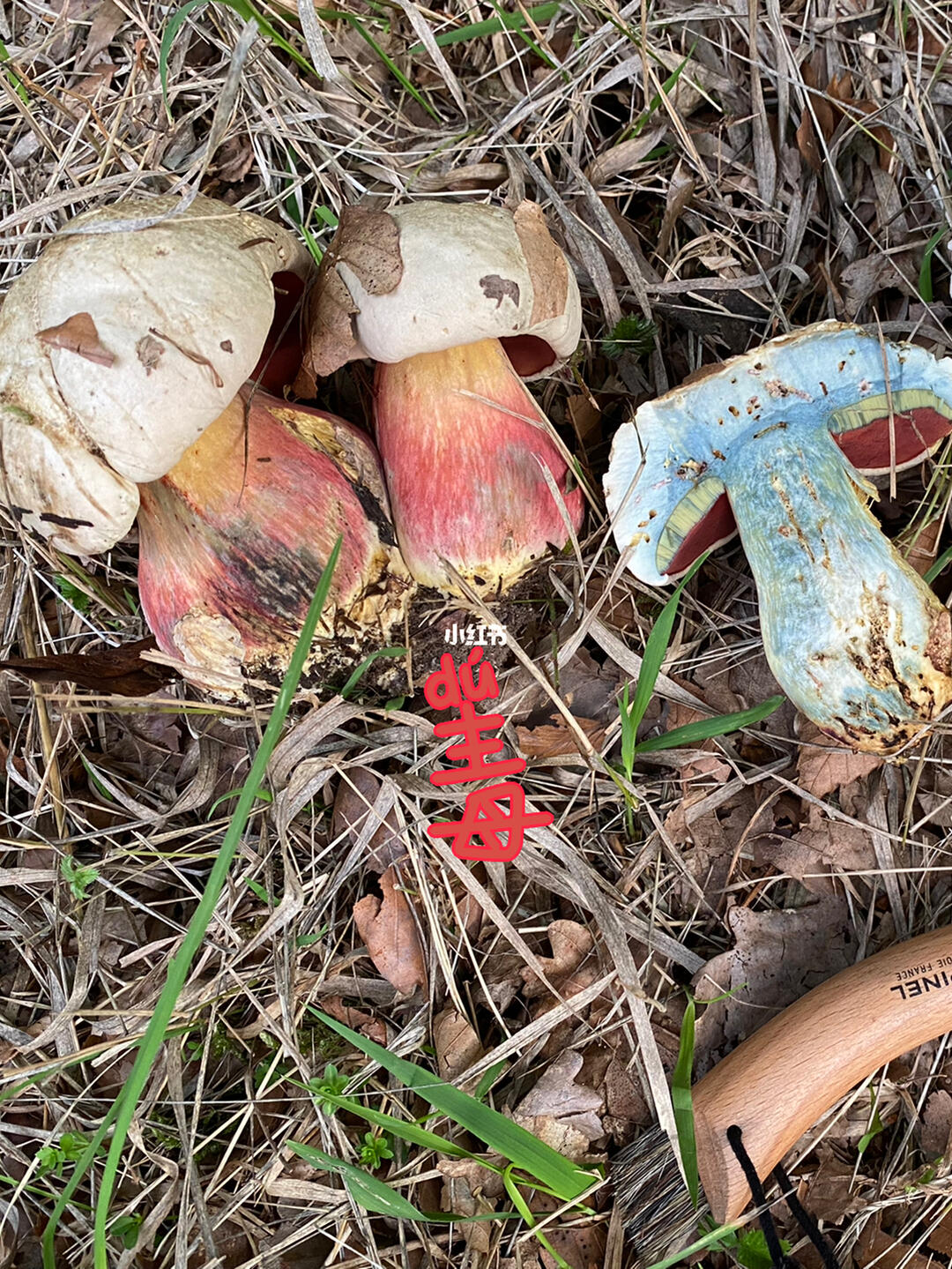 Devil's Bolete