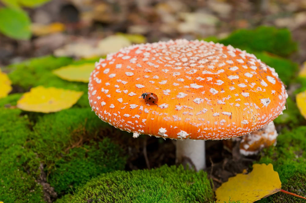 East Asian Death Cap