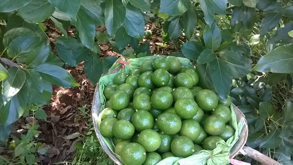 Fresh AVOCADO FRUIT for sale GOOD PRICE, +84913222058