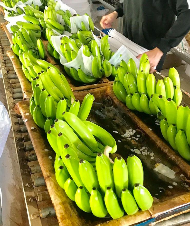 Best Price Viet Nam Cavendish Bananas for Export