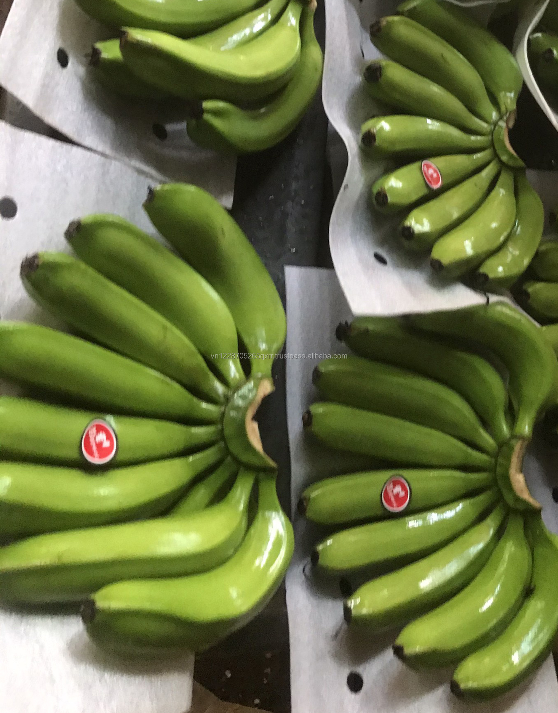 FRESH CAVENDISH BANANA IN VIETNAM