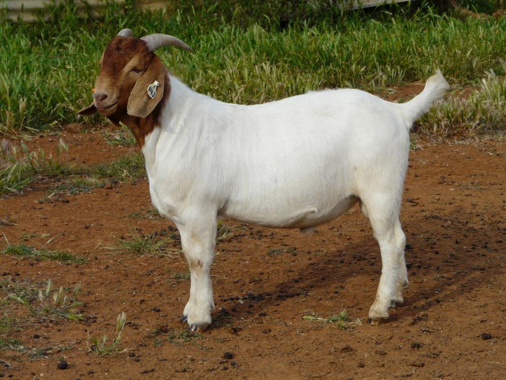 south african alive healthy boer goat & alive sheep suppliers