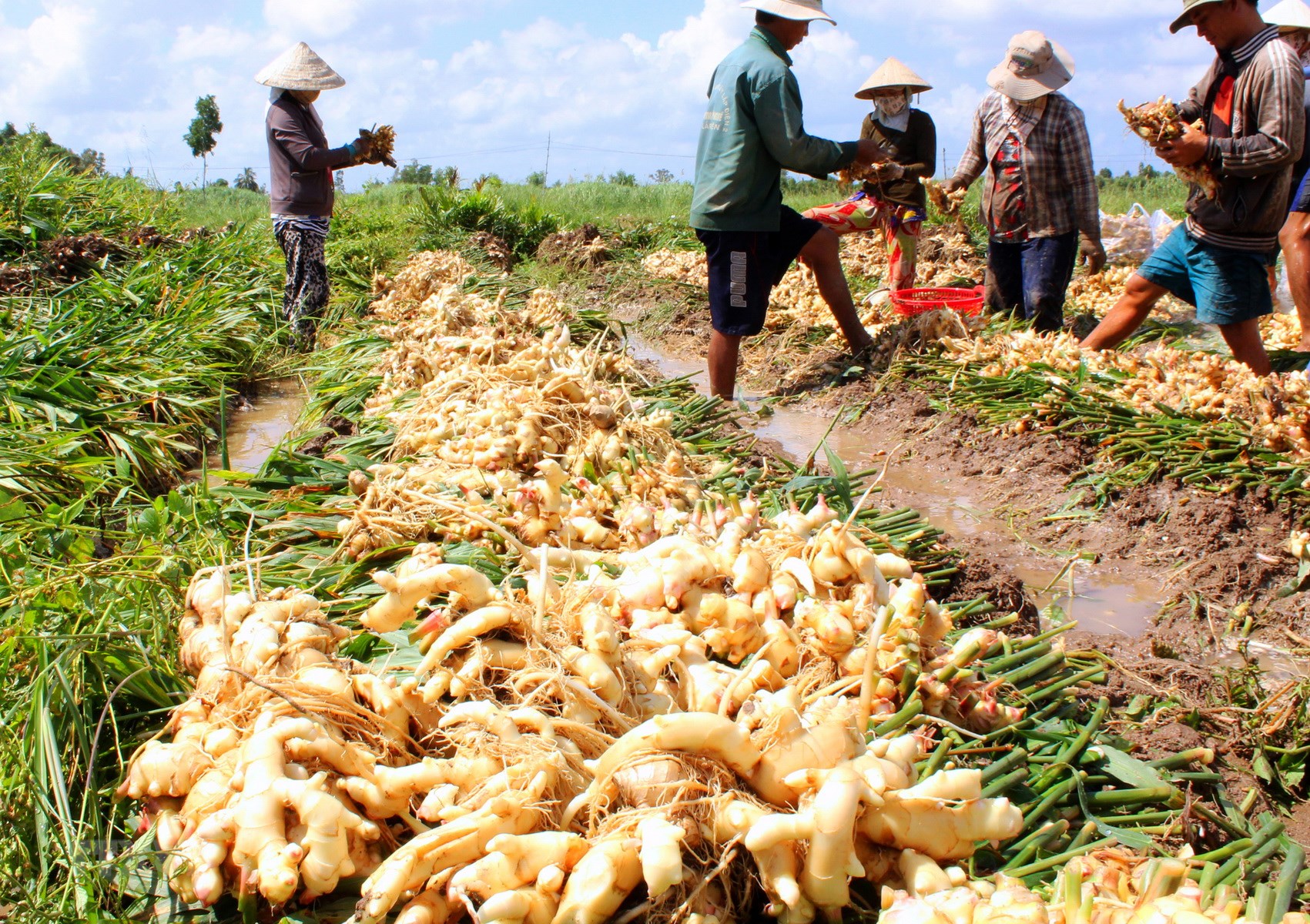 FRESH GINGER HIGH QUALITY THE BEST PRICE SUPPLY LARGE QUANTITY FROM VIETNAM VARIOUS TYPE OF PACKING