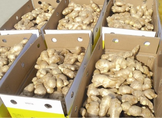 FRESH GINGER HIGH QUALITY THE BEST PRICE SUPPLY LARGE QUANTITY FROM VIETNAM VARIOUS TYPE OF PACKING