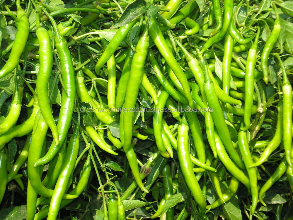 TOP PRODUCT FOR EXPORT: FRESH GREEN HOT CHILLI - BEST PRICE