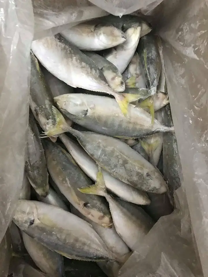 FROZEN YELLOW TAIL SCAD FROM VIET NAM WITH HIGH QUALITY