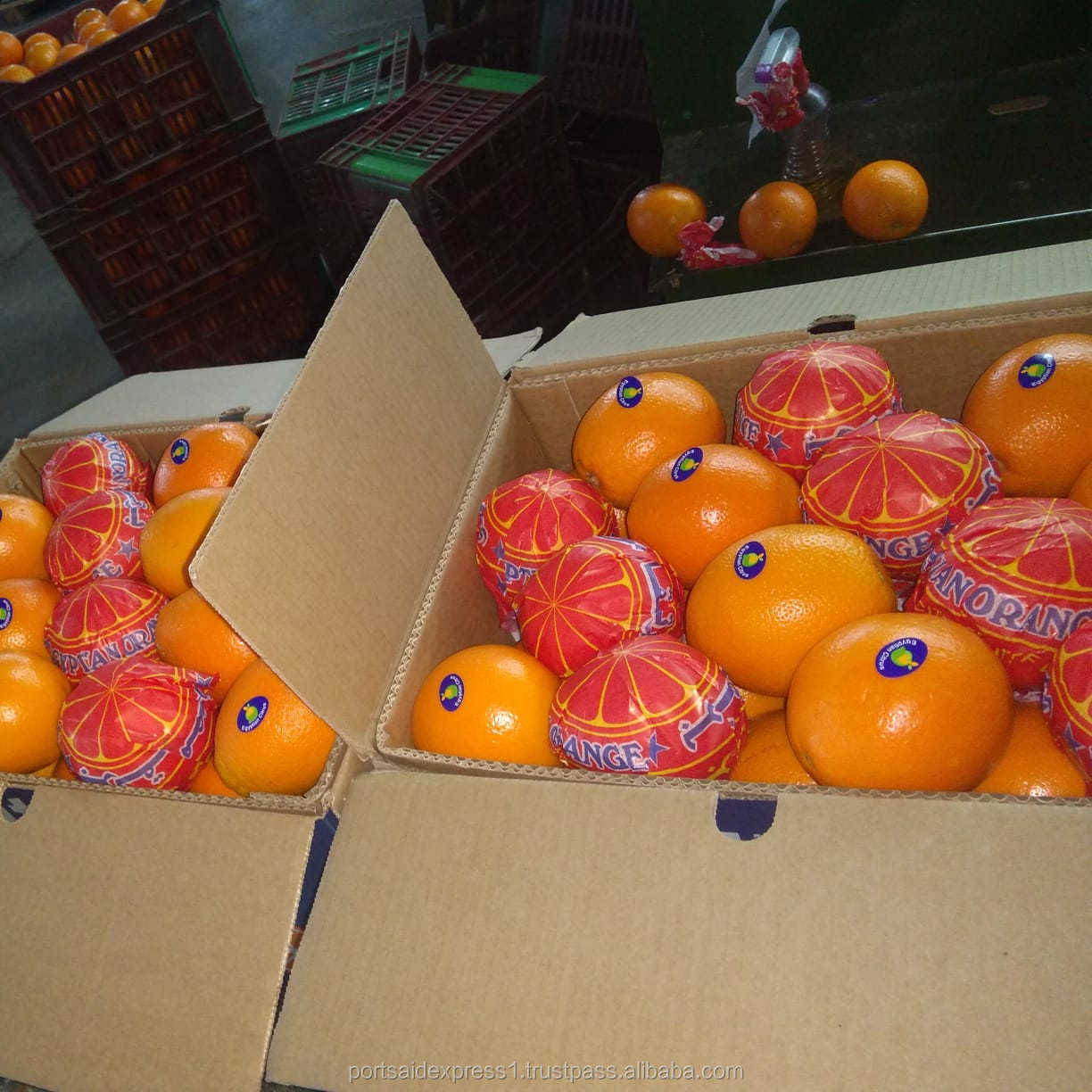 埃及新鲜巴伦西亚橙子的塞得港快递公司 - buy valencia oranges