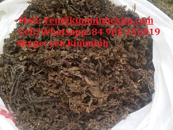 DRIED SARGASSUM FOR ORGANIC FERTILIZER PRODUCTION/MEDICINE - WHATSAPP: +84 908 256019