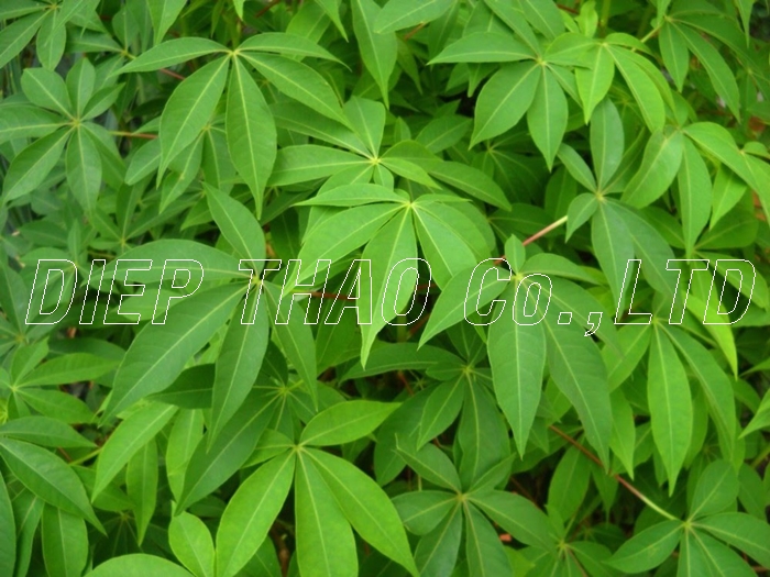 EXPORT FROZEN CASSAVA LEAVES