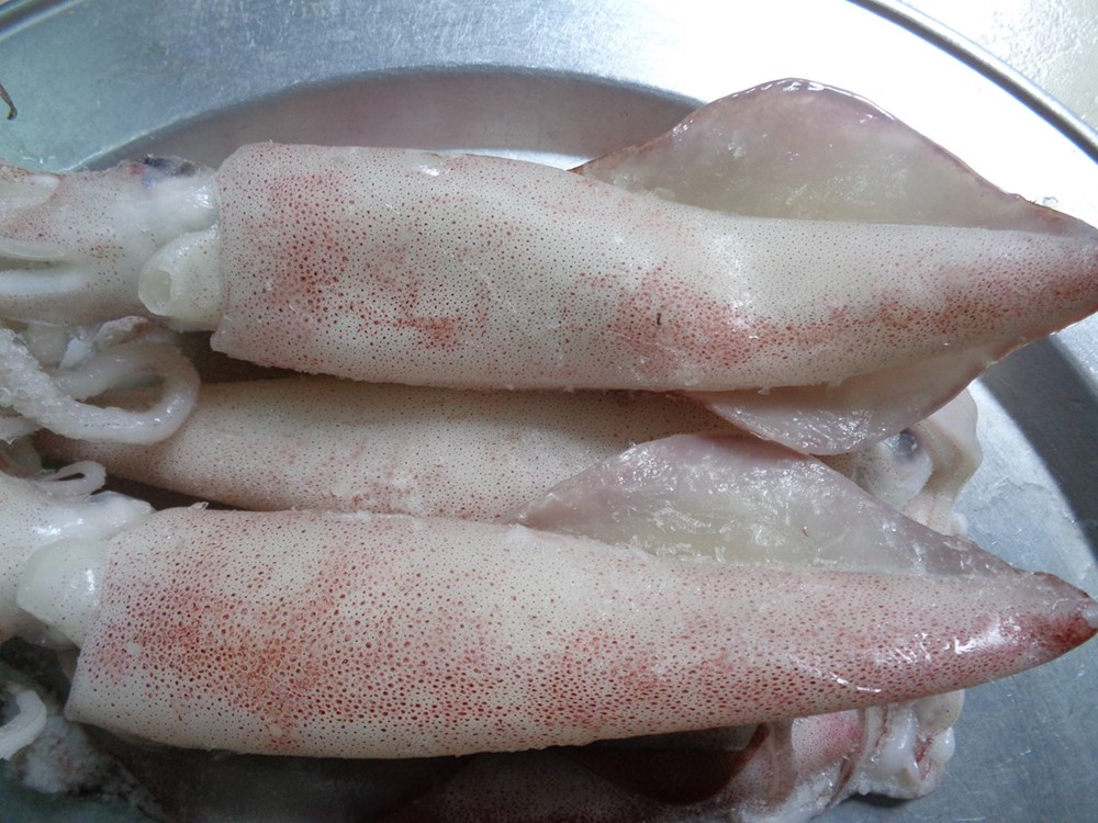 带ce/eu 证书的高品质冷冻新鲜鱿鱼-欧盟市场的天然鱿鱼/章鱼