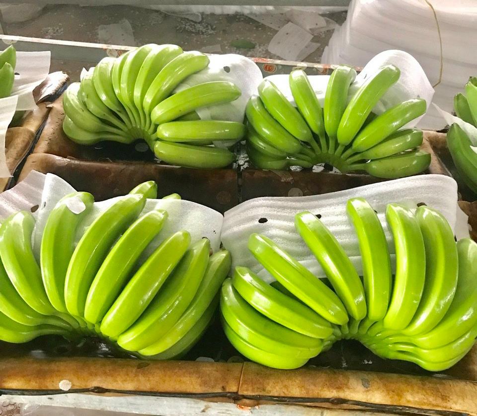 Best Price Viet Nam Cavendish Bananas for Export