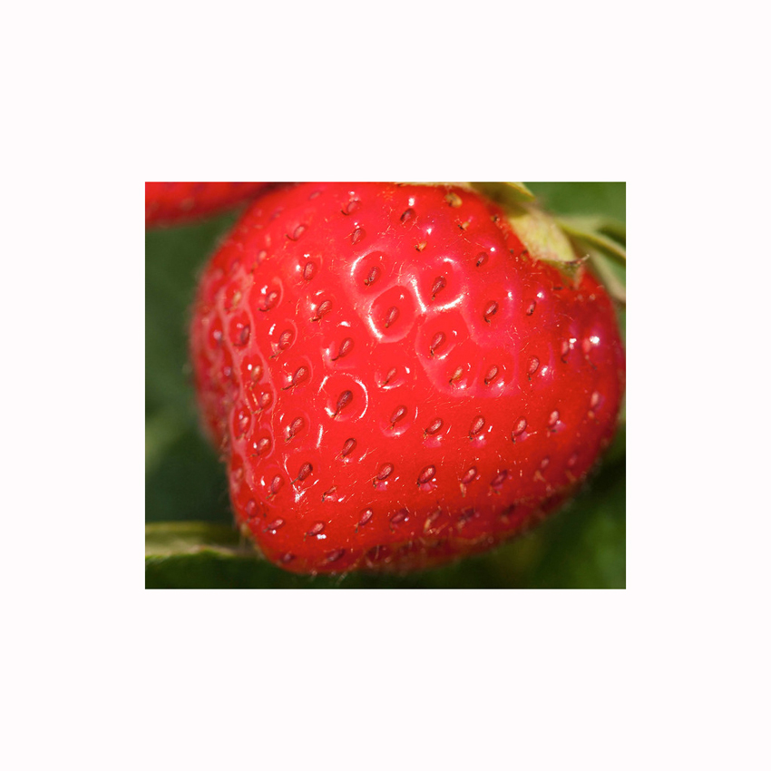 Замороженная клубника IQF BERRY по хорошей цене