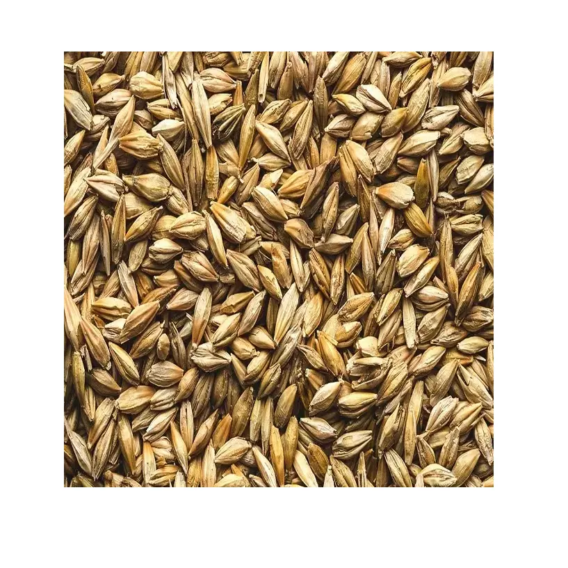 Wholesales Barley Seeds/Animal feed barley/bulk barley grains for sale