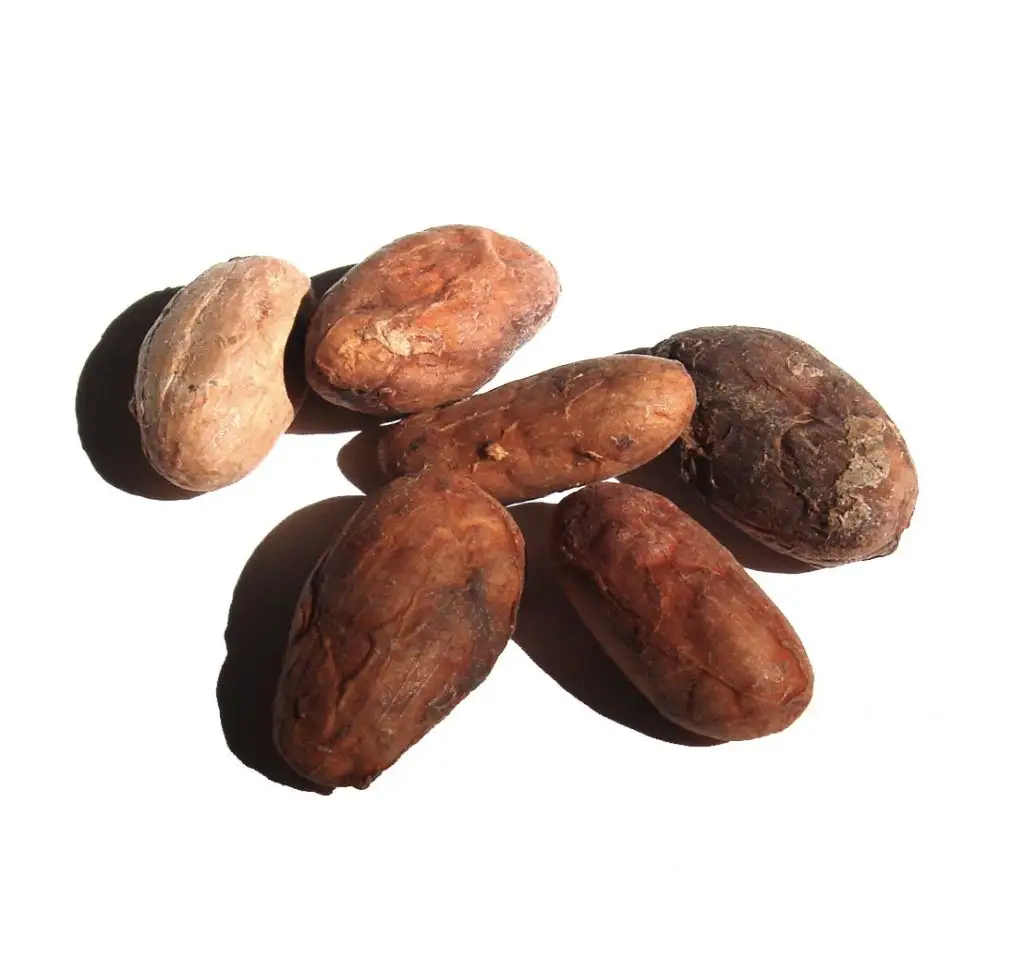Premium Quality Wholesale Dried Cocoa Beans Variety Cacao Size Top Grade