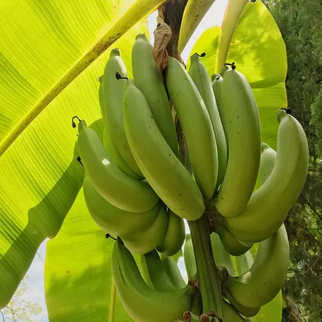 Кавендиш банан. Банан Кавендиш выращивание в домашних условиях.