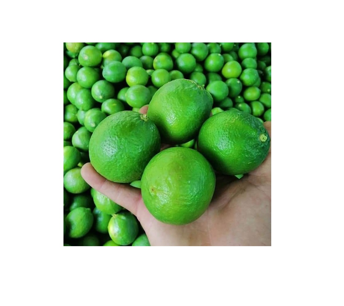 Green Fresh Seedless Lime Fresh Seedless Lemon From Vietnam +84947900124