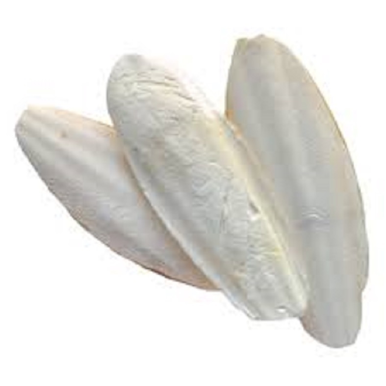 All Sizes Cuttlefish Bone..