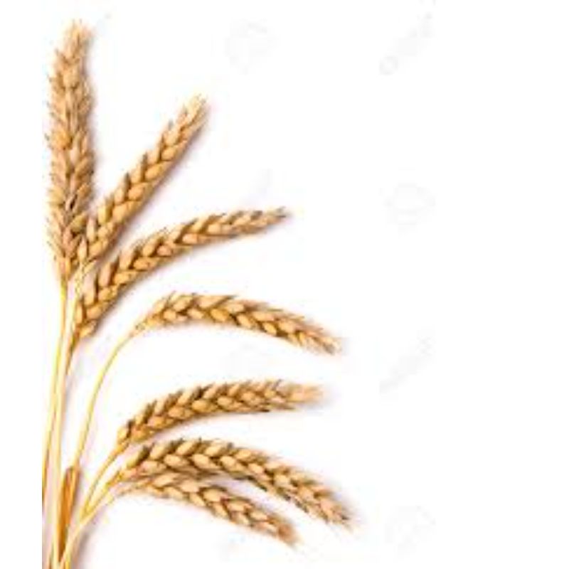 Самая лучшая Пшеница для продажи