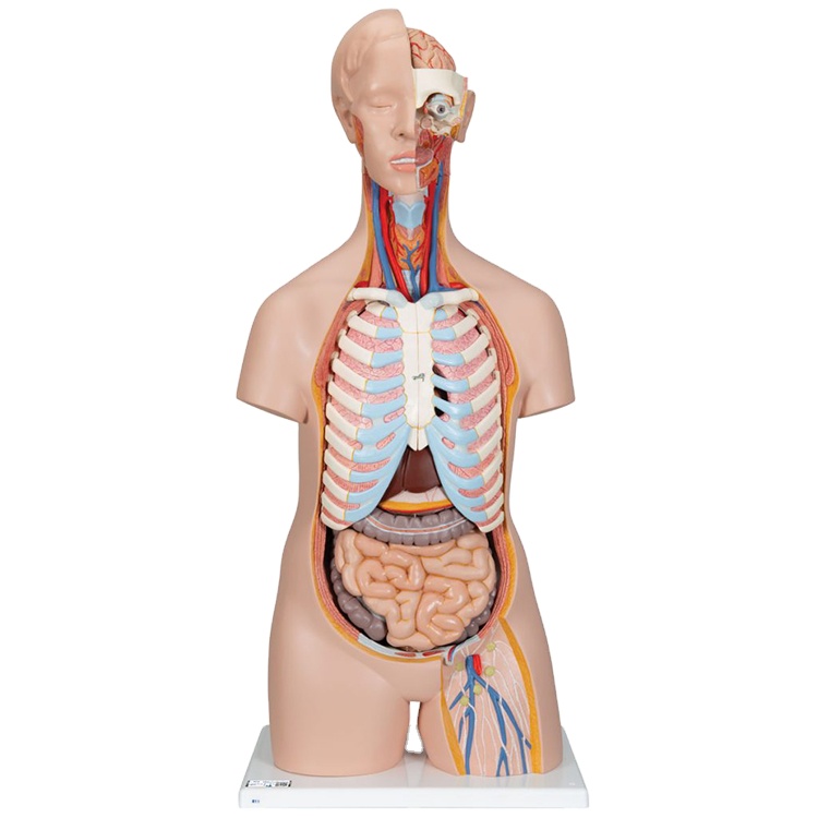 High Quality Medical Science Anatomical Model for Hospital Students Human Torso Model 85cm Sexless Torso Model
