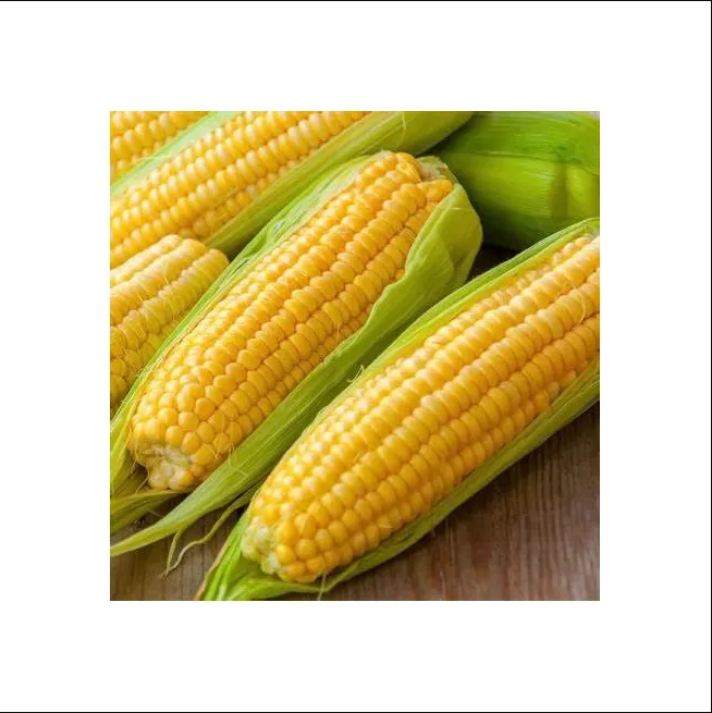 Cheap Dry Yellow Maize Corn For Animal Feed & Human Consumption