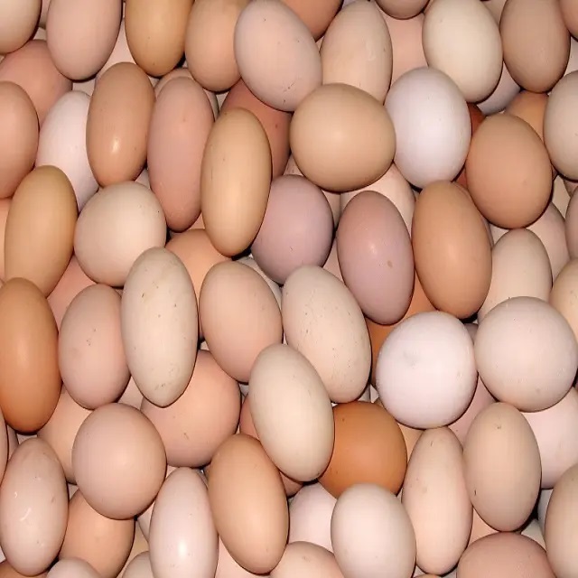 Wholesale Broiler hatching eggs Ross 308 and Cobb 500 and Chicken Table Eggs