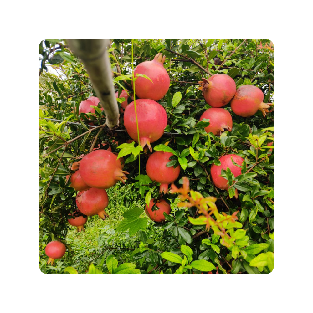 High Quality 100% Natural Red Pomegranates Fresh Fruit with round Shape 65-100 mm Rich Natural Flavor