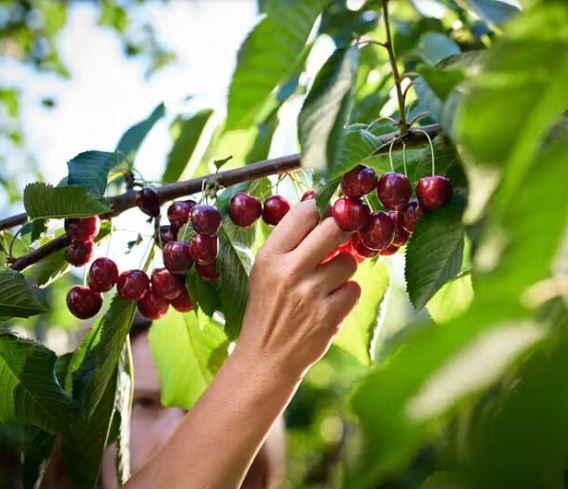 Hot Sale Bulk quantity Premium Cherries for sale