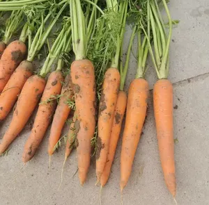 Fresh Vegetable Carrot For Export