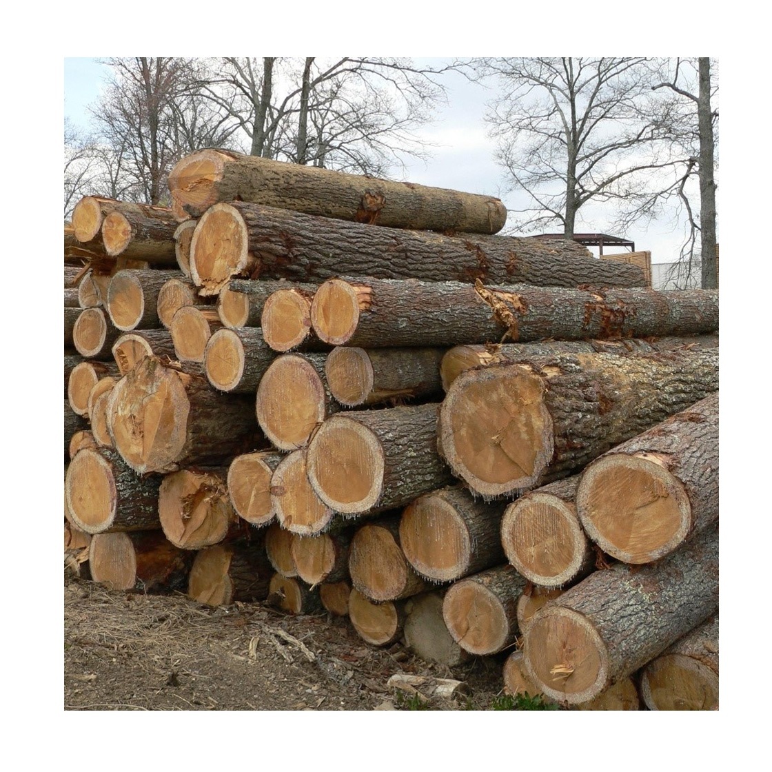 Pine Wood Lumber & Logs - Direct From the Mill