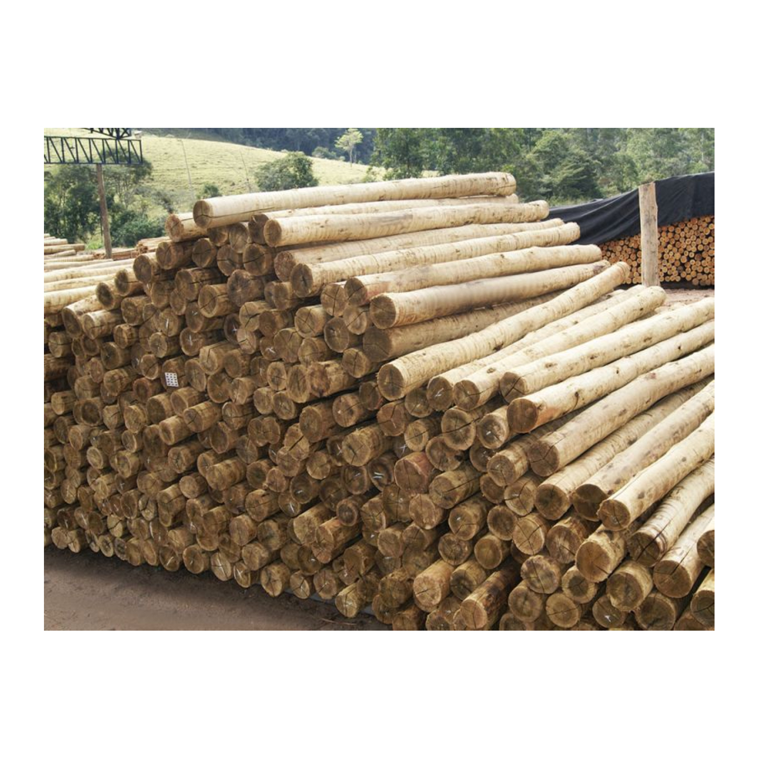 Eucalyptus Wood Log and Timber All Size from Vietnam - Cheap Price High Quality Custom Size
