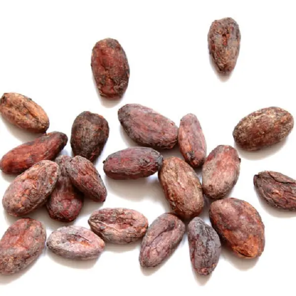 High Grade Organic Dried Cocoa Beans For Sale