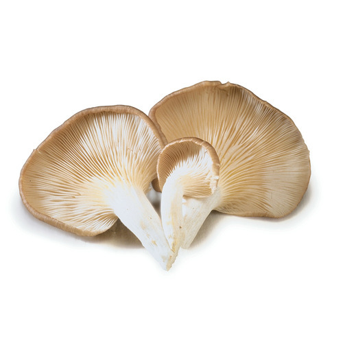 Dried Mushrooms and truffles