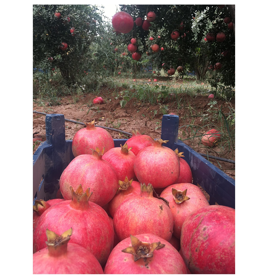 MONDOL - New Crop %100 Organic Pomegranate Juicy Pomegranate Perfect Quality Fresh Big Pomegranate