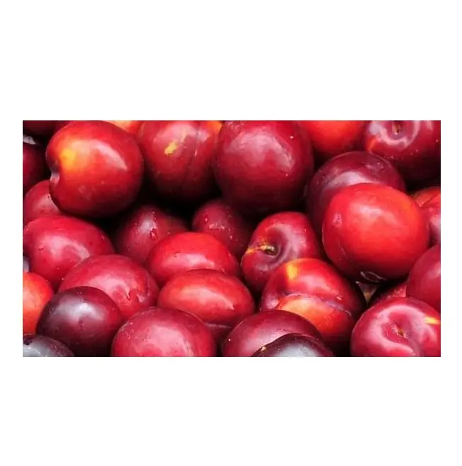 Top Quality Fresh Fruits Plums For Sale At Best Price