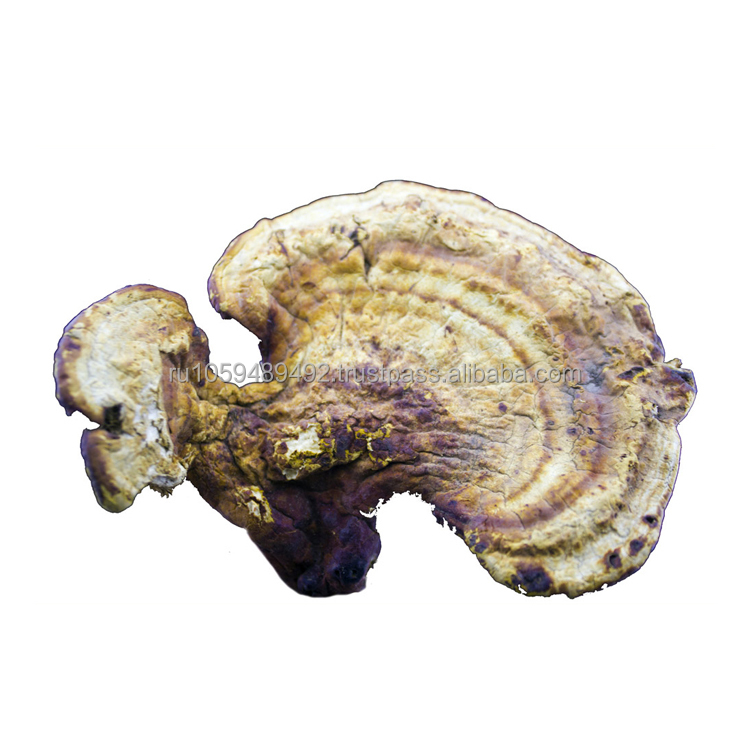 Дикий гриб Рейши (Ganoderma lucidum) известен как натуральный антиоксидант, который хотя