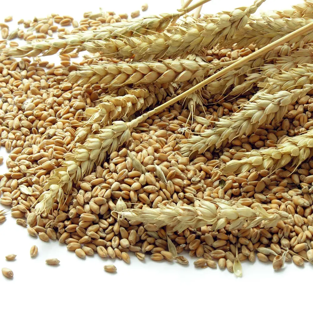 Cheap Wheat Grain/ Soft Milling Wheat Grain , Wheat Grains for Human& Animal Consumption